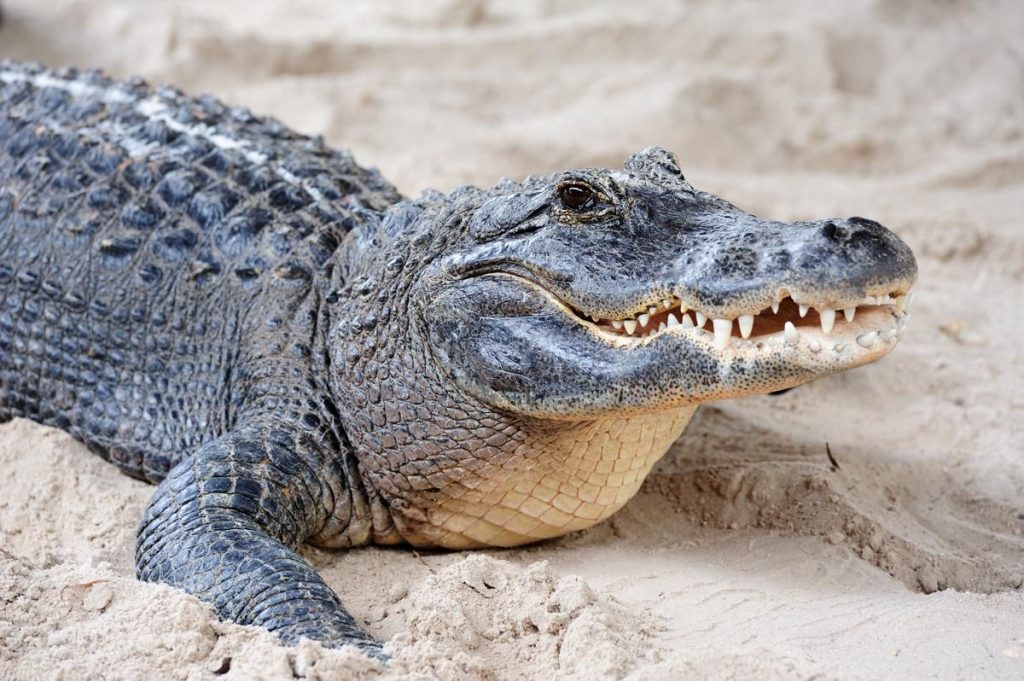 6 Reptil Purba yang Masih Hidup hingga Kini