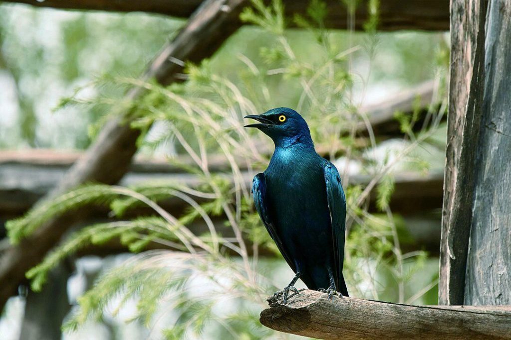 6 Fakta Menarik Jalak Telinga Biru yang Suka Mengikuti Mamalia Besar