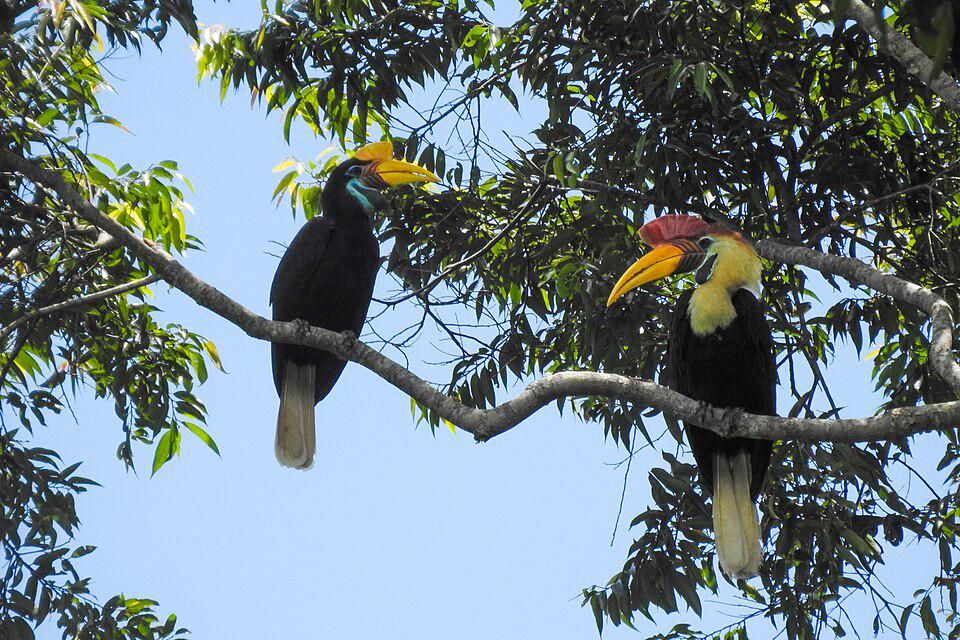 5 Fakta Menarik Burung Julang Sulawesi, Sangat Indah!