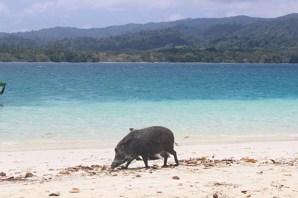 7 Fakta Menarik tentang Bagas, Babi Hutan yang Sering Ditemui Pendaki